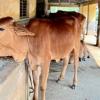 Palghar Zilla Parishad Plans Night Drive to Remove Stray Cattle From Roads