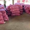 Onion Prices Hit ₹85 in Kerala as Government Steps In With Subsidised Sales