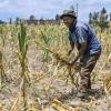 Belize Approves $5.2 Million Emergency Programme to Fight Mealybug Infestation