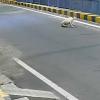 Stray Dogs Chase Away Boy Accused of Trying to Molest Vulnerable Woman in Coimbatore