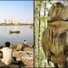 Mumbai’s Basalt Rocks Date Back to Volcanic Era Linked to Dinosaur Extinction