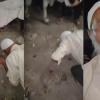 Elderly Muslim Man Forced to Prostrate Before Cow in Madhya Pradesh Incident