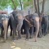 World Animal Protection Urges Humane Treatment of Elephants and Farm Animals in India
