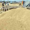 Chhattisgarh Steps Up Paddy Procurement Preparations for Kharif Marketing Year 2026-27