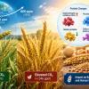 Rising CO2 Levels May Change Wheat Proteins, Affect Baking Quality and Tolerance