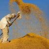 Haryana Allows Farmers to Sell Extra Paddy at MSP After Yield Verification