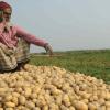 Potato Farmers in Salempur Bengal Struggle as Prices Fail to Cover Costs
