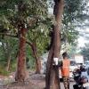 GMLR Project: BMC Plans to Cut 695 Trees and Transplant 666 in Mumbai