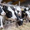 France Reports First Known Human Death Linked to Shamonda Virus Infection