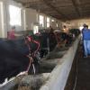 Madhya Pradesh Kamdhenu Scheme: Get Up to 33% Subsidy to Start a Dairy Farm