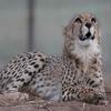 Nirva’s 19-Month-Old Cheetah Cub Dies After Five Gunshot Pellets Are Removed