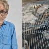 Lucknow STF Arrests Mumbai Wildlife Smuggler With Seven Falcons Worth Rs 14 Crore