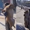 Haryana Monkey Capture Video Sparks Outrage After Crowd Allegedly Slaps Animal