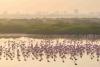 Winter Spectacle Returns as Migratory Flamingos Sweep Into Navi Mumbai’s Wetlands
