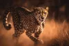 International Cheetah Day 2025: 7 wildlife safaris around the world for big-cat lovers