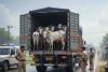 Major Cattle-Smuggling Attempt Foiled Near Bihar Border as Police Rescue 39 Animals from DCM Truck