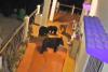 Wild Animals Roam Residential Yards in Uttarkashi, Chilling CCTV Footage Sparks Fear