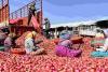 Bihar Market Watch: Grain Prices Hold Steady as Onion Costs Surge Amidst Fresh Winter Arrivals