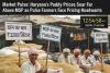 Market Pulse: Haryana’s Paddy Prices Soar Far Above MSP as Pulse Farmers Face Pricing Headwinds