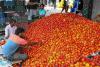 Market Volatility Hits Jaipur as Tomato Prices Plunge Amid Surging Supply Volumes