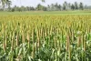Market Volatility Hits Udaipur as Maize and Bajra Slip Below Support Benchmarks