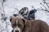 Silent Sentinel: Loyal Pet Refuses to Leave Side of Teenager Lost in Himachal Snowstorm