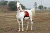 The Five-Crore Stallion: Marwari Horse 'Kaka' Steals the Spotlight at Haryana Livestock Expo