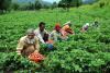 Market Stability Defined: Jammu and Kashmir Reports Balanced Vegetable Inflow and Pricing for 2026-27