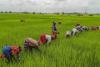 Bihar Agricultural Markets Show Resilience as Paddy Trading Aligns Closely with Federal Support Prices