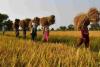 Chhattisgarh Market Report: Paddy Holds Firm Near Support Levels as Maize and Wheat Face Deep Discounts