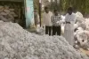 Telangana Market Watch: Cotton Surges Amidst Fluctuating Pulse Prices and Steady Grain Arrivals