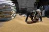 Delhi Market Pulse: Paddy Prices Surge as Wheat and Oilseeds Hold Firm Amidst Shifting Arrivals