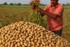 Groundnut Prices Soar in Andhra Pradesh as Pulse Markets Face MSP Deficit