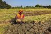 Indian Agricultural Markets Face Pricing Volatility as Major Crops Trade Below MSP