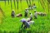 Kerala’s Agricultural Landscape Witnesses Price Surge as Commodity Markets Outpace Federal Minimums