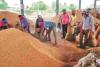 Market Dynamics Clash with Support Floors as Chhattisgarh Harvest Enters High Gear