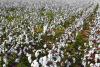 Market Pulse: Telangana Agricultural Trade Sees Strong Cotton and Paddy Performance Amidst Maize and Vegetable Volatility