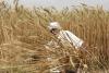 Market Volatility Challenges Karnataka’s Farmers as Prices Grapple with New MSP Benchmarks