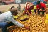 Nagaland Potato Market Shows Stable Inflow Amidst Price Consolidation