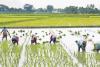 Odisha’s Agricultural Landscape: Paddy Remains Anchored to MSP as Vegetable Volatility Sparks Market Concerns