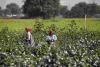 Punjab’s Agriculture Pulse: Cotton Defies MSP While Vegetables Face Price Volatility