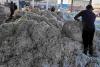 Cotton and Pulse Prices Surge as Market Arrivals Stabilize Across Telangana
