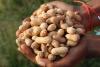 Groundnut Gold Rush: Andhra Pradesh Farmers Secure Massive Premiums as Pulses and Cotton Face Market Pressure