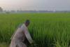 Haryana’s Agrarian Economy Witnesses Divergent Trends as Paddy Prices Skyrocket Amidst Cotton Slump