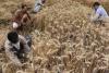 West Bengal Agri-Markets Rally as Mustard and Wheat Prices Surge Above Federal Support Levels