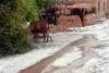 Arjunsar village in Bikaner district was blanketed with hailstones after a hailstorm and rainfall, with Padampur recording 11.5 mm rain. Videos on X show fields covered in a snow-like layer, marking a rare weather event in one of India’s driest regions.