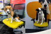 Mars Pet Nutrition India Reinforces Pet-Friendly Workplace Culture Through Bring Your Pet to Work Day Celebration