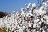 India Strengthens Global Cotton Leadership with Higher Productivity Push, Robust Exports and Farmer Support