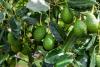 Avocado Boom in India: From “Dog Fruit” to a Growing Farm Business