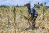 Belize Approves $5.2 Million Emergency Programme to Fight Mealybug Infestation